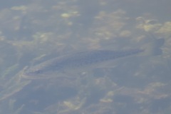 Micropterus floridanus