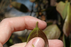 Vincetoxicum carnosum