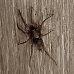 Scotophaeus blackwalli