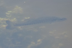 Micropterus floridanus