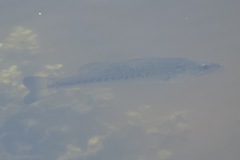 Micropterus floridanus