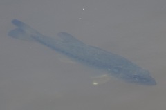 Micropterus floridanus