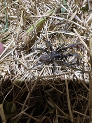 Antrodiaetus pacificus