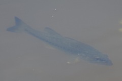 Micropterus floridanus