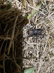 Antrodiaetus pacificus