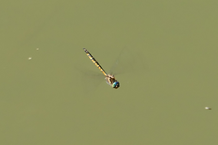 Hemicordulia australiae