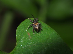 Curculio
