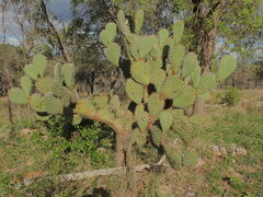 Opuntia streptacantha