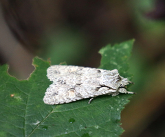 Lithophane ornitopus