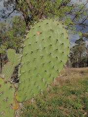 Opuntia streptacantha
