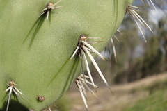 Opuntia streptacantha