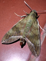 Nephele comma