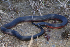 Pseudechis porphyriacus