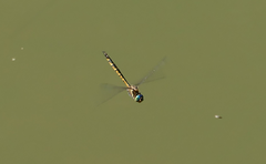 Hemicordulia australiae