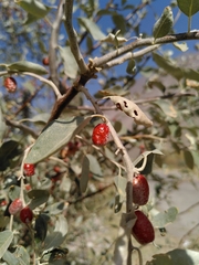 Elaeagnus angustifolia