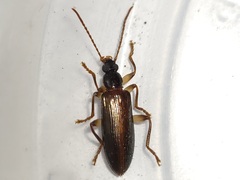 Statira