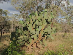 Opuntia streptacantha