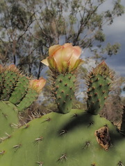 Opuntia streptacantha