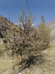 Elaeagnus angustifolia