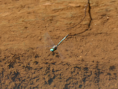 Hemicordulia australiae