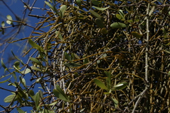 Viscum articulatum