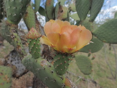 Opuntia streptacantha