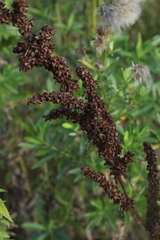 Rumex longifolius