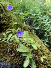 Pinguicula macroceras
