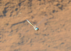 Hemicordulia australiae