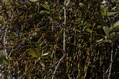 Viscum articulatum