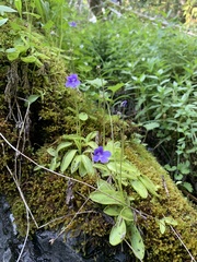 Pinguicula macroceras