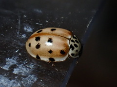 Harmonia quadripunctata