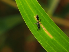 Tetraponera
