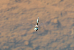 Hemicordulia australiae