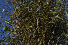 Viscum articulatum