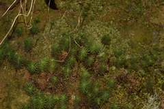 Dawsonia