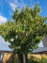 Syringa