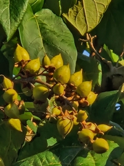 Syringa
