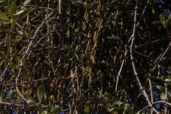Viscum articulatum