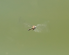 Hemicordulia australiae