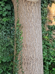Syringa