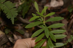 Wikstroemia indica