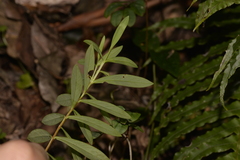 Wikstroemia indica