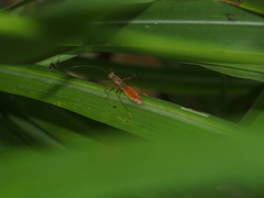 Phaenacantha bicolor