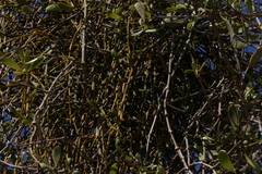 Viscum articulatum