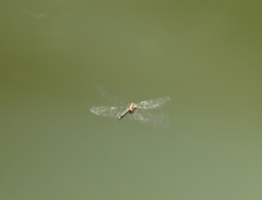 Hemicordulia australiae