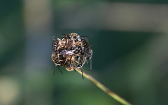 Lasioglossum