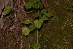 Lobelia trigonocaulis