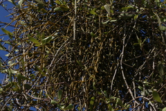 Viscum articulatum
