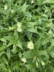 Epilobium luteum